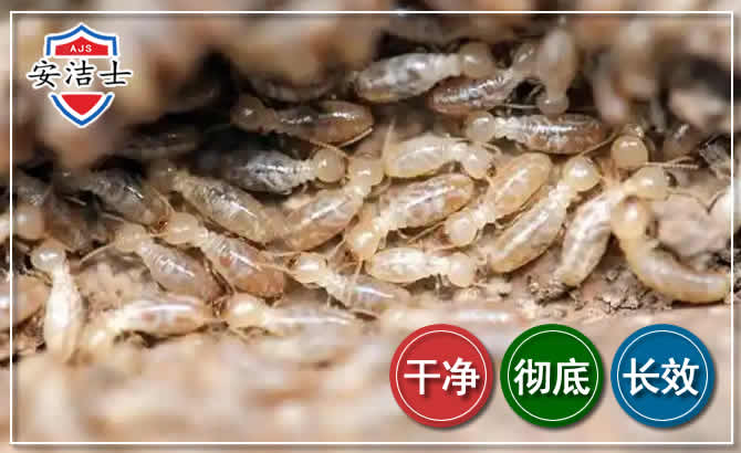 江北区白蚁防治