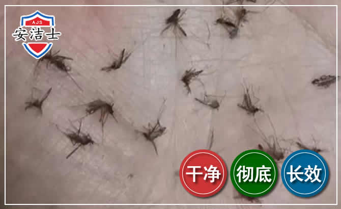 江北区蚊子防治-灭蚊