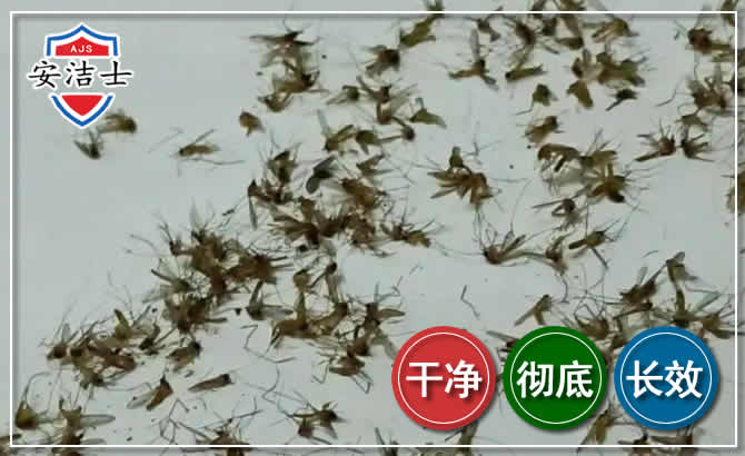 江北区苍蝇防治-灭蝇