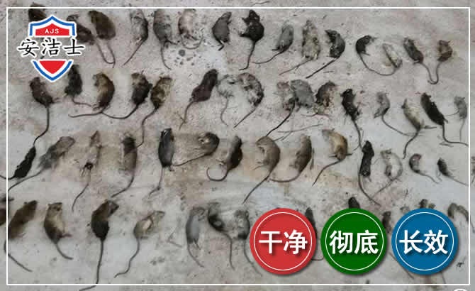 江北区鼠害防治-灭鼠