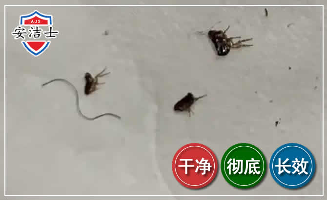 江北区跳蚤防治-灭跳蚤