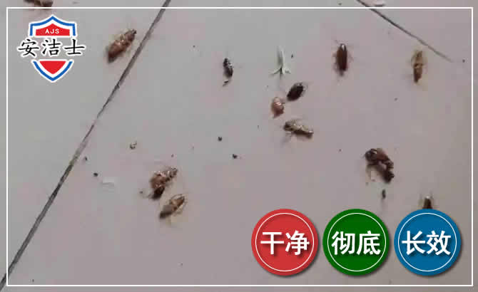 江北区蟑螂防治-灭蟑螂